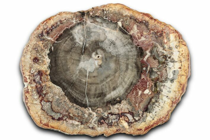 Colorful Petrified Wood (Araucaria) Round - Madagascar #325139